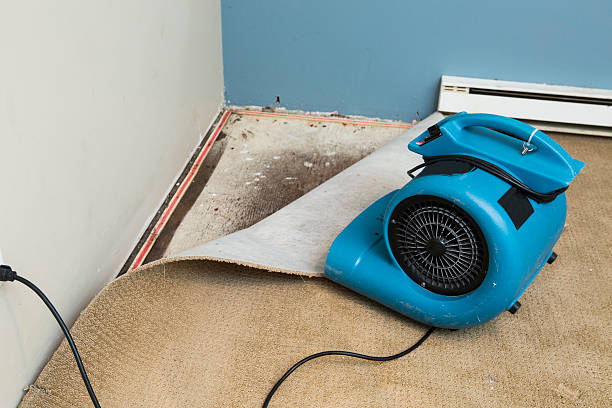 Best Flood damage cleanup  in Isanti, MN